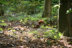 Click on one of the size names below to enlarge this image