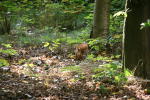 Click on one of the size names below to enlarge this image