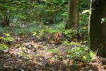 Click on one of the size names below to enlarge this image