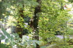 Click on one of the size names below to enlarge this image