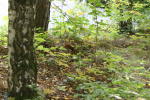 Click on one of the size names below to enlarge this image