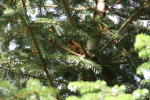 Click on one of the size names below to enlarge this image