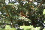 Click on one of the size names below to enlarge this image