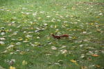Click on one of the size names below to enlarge this image