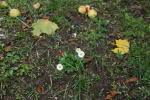 Click on one of the size names below to enlarge this image