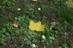 Click on one of the size names above to enlarge this image Click on one of the size names above to enlarge this image