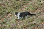 Click on one of the size names below to enlarge this image