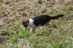 Click on one of the size names above to enlarge this image Click on one of the size names above to enlarge this image