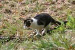 Click on one of the size names above to enlarge this image Click on one of the size names above to enlarge this image