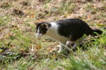 Click on one of the size names above to enlarge this image Click on one of the size names above to enlarge this image