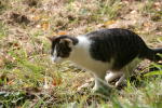 Click on one of the size names above to enlarge this image Click on one of the size names above to enlarge this image