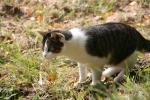 Click on one of the size names above to enlarge this image Click on one of the size names above to enlarge this image