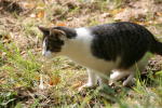 Click on one of the size names above to enlarge this image Click on one of the size names above to enlarge this image