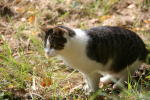 Click on one of the size names above to enlarge this image Click on one of the size names above to enlarge this image