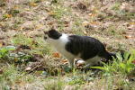 Click on one of the size names above to enlarge this image Click on one of the size names above to enlarge this image