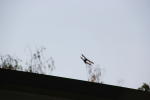 Click on one of the size names above to enlarge this image Click on one of the size names above to enlarge this image