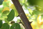 Click on one of the size names above to enlarge this image Click on one of the size names above to enlarge this image