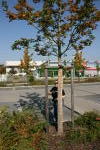 Click on one of the size names above to enlarge this image Click on one of the size names above to enlarge this image