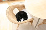 Click on one of the size names above to enlarge this image Click on one of the size names above to enlarge this image