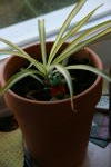 Click on one of the size names above to enlarge this image Click on one of the size names above to enlarge this image