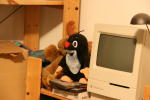 Click on one of the size names above to enlarge this image Click on one of the size names above to enlarge this image