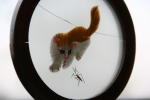 Click on one of the size names above to enlarge this image Click on one of the size names above to enlarge this image