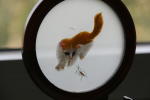 Click on one of the size names above to enlarge this image Click on one of the size names above to enlarge this image