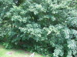 Click on one of the size names below to enlarge this image