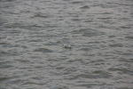 Click on one of the size names above to enlarge this image Click on one of the size names above to enlarge this image