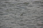 Click on one of the size names above to enlarge this image Click on one of the size names above to enlarge this image