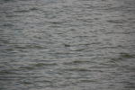 Click on one of the size names above to enlarge this image Click on one of the size names above to enlarge this image
