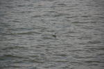 Click on one of the size names above to enlarge this image Click on one of the size names above to enlarge this image