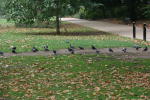 Click on one of the size names above to enlarge this image Click on one of the size names above to enlarge this image