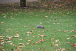 Click on one of the size names above to enlarge this image Click on one of the size names above to enlarge this image