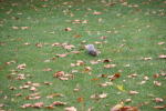 Click on one of the size names above to enlarge this image Click on one of the size names above to enlarge this image