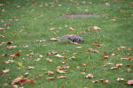 Click on one of the size names above to enlarge this image Click on one of the size names above to enlarge this image