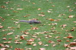 Click on one of the size names above to enlarge this image Click on one of the size names above to enlarge this image