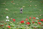 Click on one of the size names above to enlarge this image Click on one of the size names above to enlarge this image