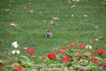 Click on one of the size names above to enlarge this image Click on one of the size names above to enlarge this image