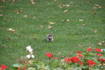 Click on one of the size names above to enlarge this image Click on one of the size names above to enlarge this image