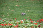 Click on one of the size names above to enlarge this image Click on one of the size names above to enlarge this image