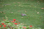 Click on one of the size names above to enlarge this image Click on one of the size names above to enlarge this image
