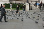 Click on one of the size names above to enlarge this image Click on one of the size names above to enlarge this image