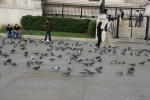 Click on one of the size names above to enlarge this image Click on one of the size names above to enlarge this image