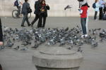 Click on one of the size names above to enlarge this image Click on one of the size names above to enlarge this image