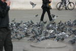 Click on one of the size names above to enlarge this image Click on one of the size names above to enlarge this image
