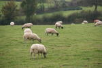 Click on one of the size names above to enlarge this image Click on one of the size names above to enlarge this image