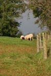 Click on one of the size names above to enlarge this image Click on one of the size names above to enlarge this image