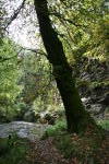 Click on one of the size names above to enlarge this image Click on one of the size names above to enlarge this image