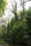 Click on one of the size names above to enlarge this image Click on one of the size names above to enlarge this image